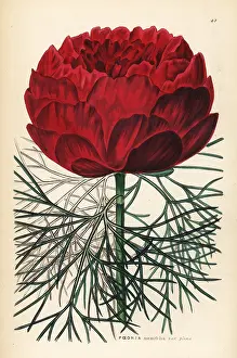 Plena: Double-flowered fine-leaved peony, Paeonia tenuifolia