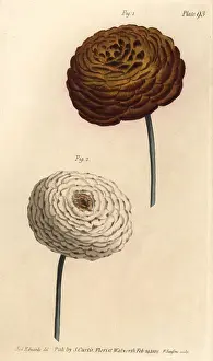 Ranunculus: Double ranunculus varieties, Persian buttercup