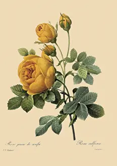 Sulphur: Double Sulphur Rose