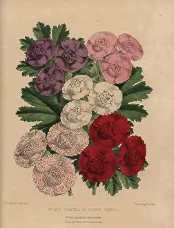 Dombrains: Double varieties of Chinese primroses, Primula chinensis