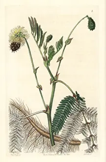 Plena: Double-yellow water sensitive plant, Neptunia plena
