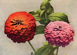 Zinnia: Double zinnias