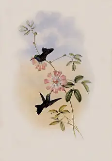 Circe: Doubleday's Hummingbird, Circe Doubledayi