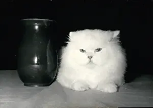 Sevres: Doudou Le Erehat, white Persian, wins cat club prize