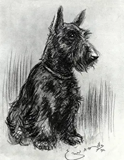 Dougal: Dougal, Prince Henry's Scottish terrier