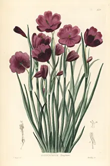 Sisyrinchium: Douglas grasswidow, Olsynium douglasii