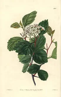Crataegus: Douglas thorn tree or black hawthorn, Crataegus douglasii