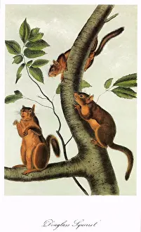 Curving: Douglass's Squirrels