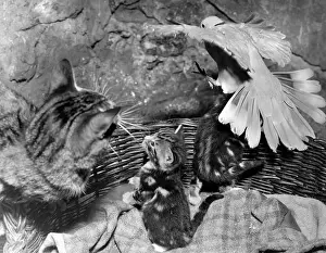 Doves: Dove, cat and kittens with a basket