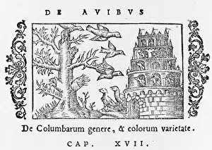 Dovecote: DOVE COTE 1555