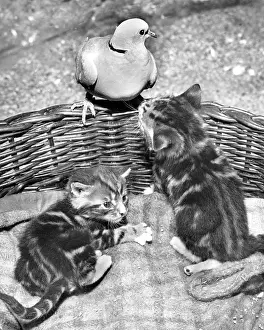 Doves: Dove and Kittens