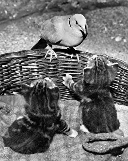 Pigeon: Dove and kittens with a basket