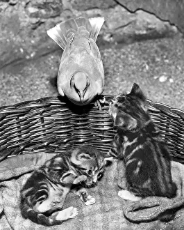 Doves: Dove and kittens with a basket