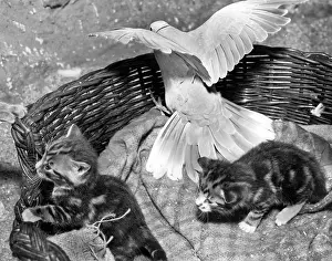 Doves: Dove and kittens with a basket