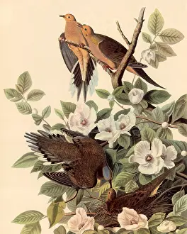 Hatchling: Dove Life