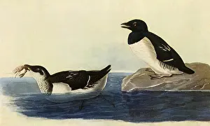 Plautus: Dovekie, Plautus alle