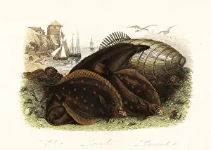 Achille Comte: Dover sole, European plaice and common dab