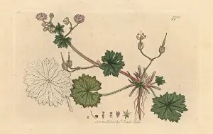 Molle: Dove's foot crane's bill, Geranium molle