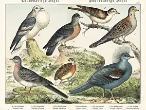 Naturgeschichte Des Tierreichs: Doves and pigeons, including extinct passenger pigeon