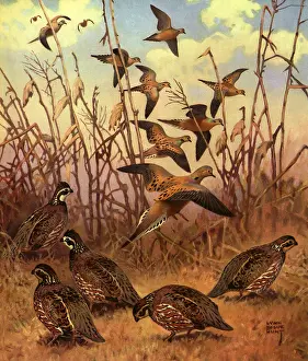 Bogue: Doves and Quail