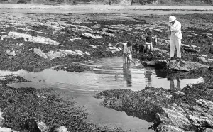 Pooling: Downderry, Rock Pooling 1930