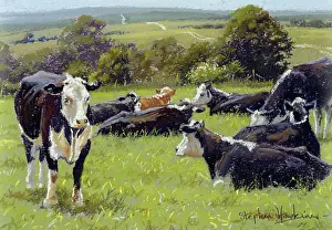 Downland: Downland Cattle