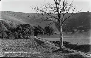 Downs: The Downs Near Ditchling