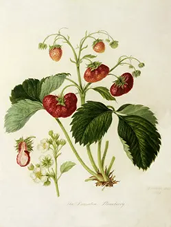Hooker: Downton Strawberries