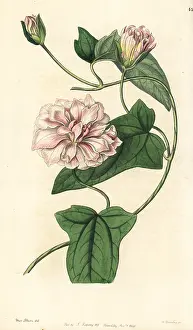 Downy: Downy bindweed, Calystegia pubescens