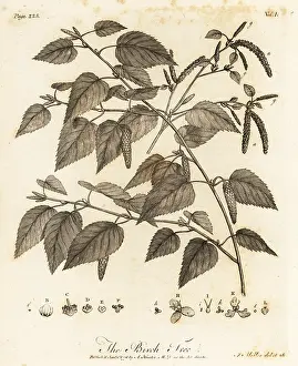 Catkin: Downy birch, Betula pubescens