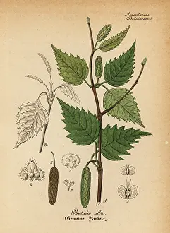 Downy: Downy birch or white birch, Betula alba