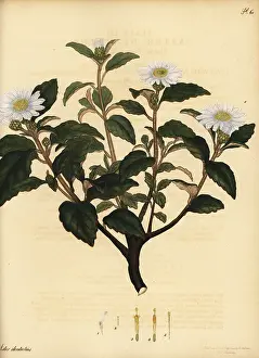 New South Wales: Downy daisy bush, Olearia tomentosa