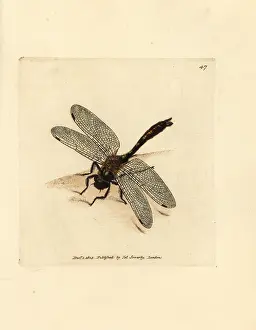 Downy: Downy emerald dragonfly, Cordulia aenea