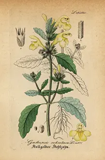 Downy: Downy hemp-nettle, Galeopsis segetum