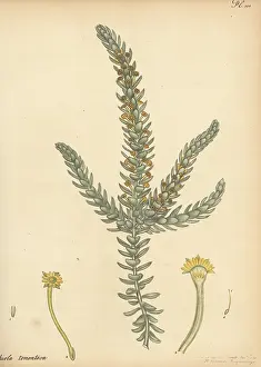 Botanical Artist: Downy-leaved struthiola, Struthiola tomentosa