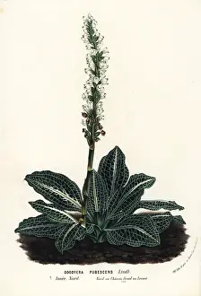 Serres: Downy rattlesnake plantain orchid, Goodyera pubescens