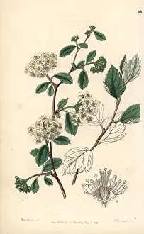 Downy: Downy spiraea, Spiraea pubescens