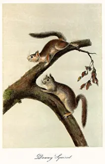 Downy: Downy Squirrels
