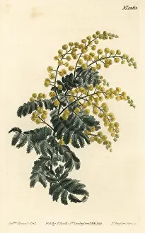 Downy: Downy wattle, Acacia pubescens (vulnerable)