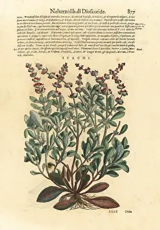 Mattioli: Downy woundwort, Stachys germanica