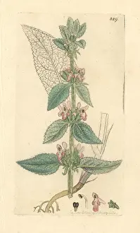 Downy: Downy woundwort, Stachys germanica
