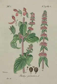 Deutschlands: Downy Woundwort, Stachys germanica