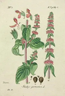 Deutschlands: Downy Woundwort, Stachys germanica