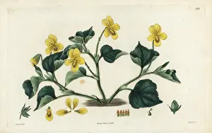 Downy: Downy yellow violet, Viola pubescens