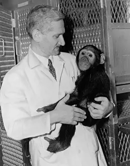 Poliomyelitis: Dr. Albert B. Sabin holding a chimpanzee ?