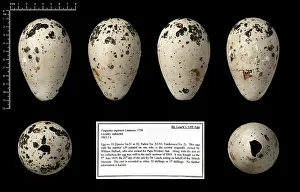 Leach: Dr Leach's 139 great auk egg