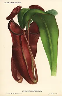 Sanguinea: Dr. Maxwell Masters pitcher plant, Nepenthes x mastersiana