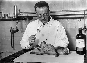 Poliomyelitis: Dr. Petit operates a monkey