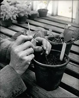 Breeders: Dr William Black's potato research in Edinburgh, Scotland