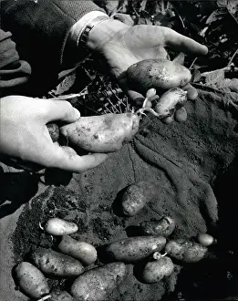 Breeders: Dr William Black's potato research in Edinburgh, Scotland